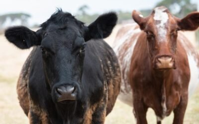 INIA: Comenzó la lucha contra la garrapata, temporada 2022-2023.