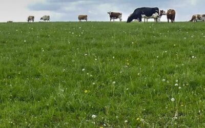 Ing. Pereira: “La gestión del pasto tiene que dejar de ser un arte para que todos lo puedan hacer”.