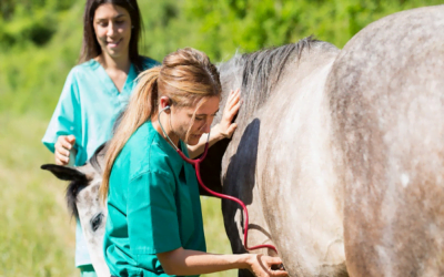 El Dr. Morón será el presidente del Colegio Veterinario, una de sus tareas: “El combate al ejercicio ilegal de la profesión”.