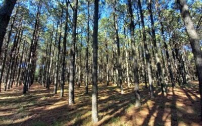 INTA: Plantaciones forestales almacenan 70 millones de toneladas de carbono orgánico.