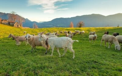 España confirma foco de viruela ovina y caprina, enfermedad que el país había erradicado hace 54 años.
