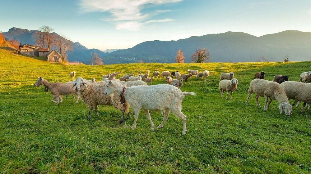 España confirma foco de viruela ovina y caprina, enfermedad que el país había erradicado hace 54 años.