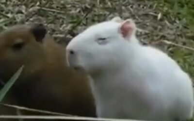 Carpinchos albinos en el Río de la Plata.