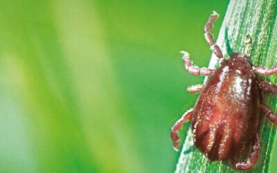 La Cámara de Especialidades Veterinarias publicó manual de control de la garrapata. Texto completo.