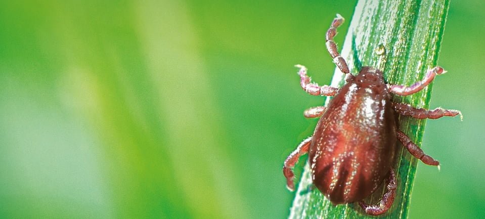 La Cámara de Especialidades Veterinarias publicó manual de control de la garrapata. Texto completo.
