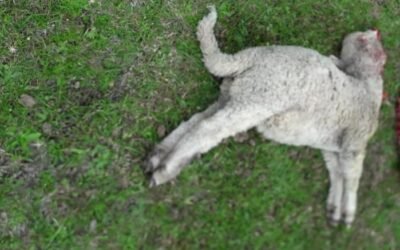 Perros matan once ovinos en Cerro Largo.