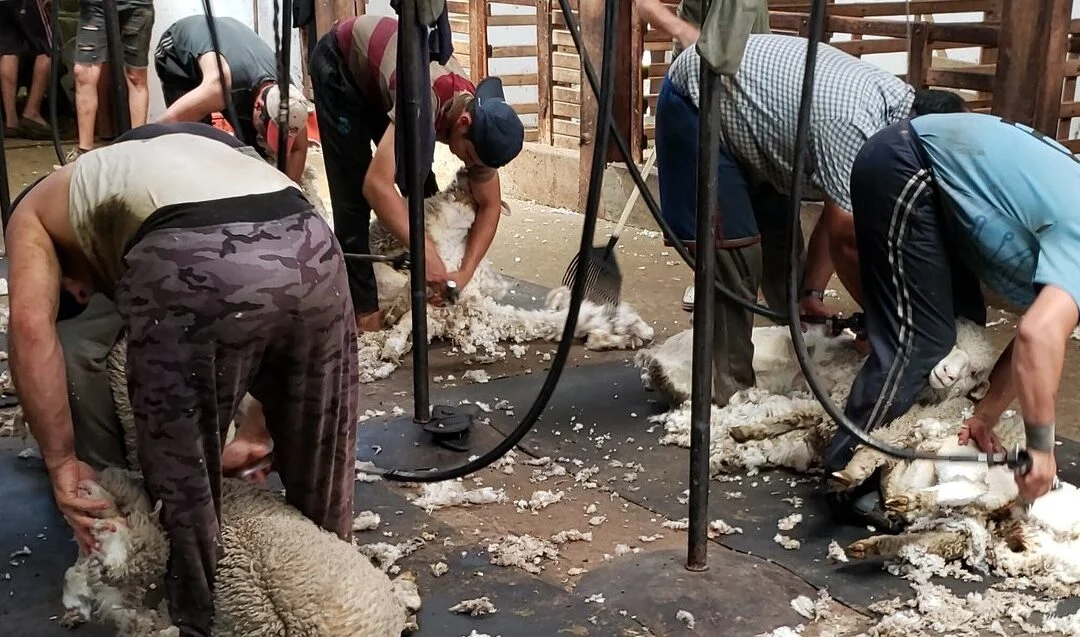 Fuerte caída del precio internacional de la lana.