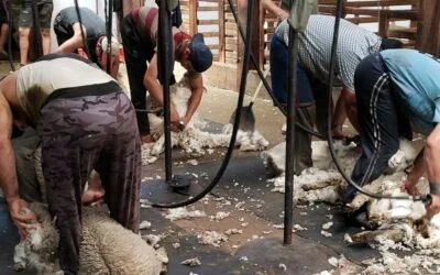 Fuerte caída del precio internacional de la lana.