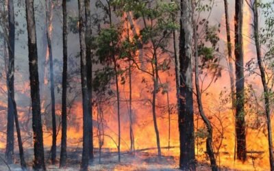 Dirección Forestal está realizando controles en prevención de incendios.