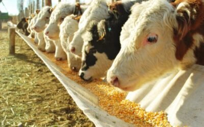 Proponen reducir el rodeo de ganado en la UE para asegurar que el alimento llegue a las personas