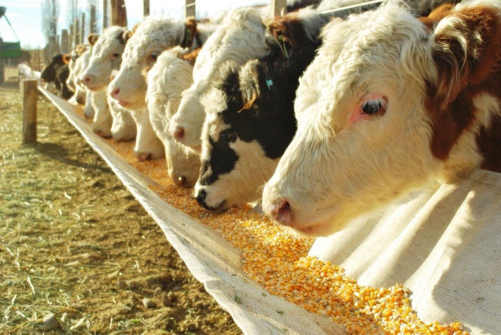 Proponen reducir el rodeo de ganado en la UE para asegurar que el alimento llegue a las personas