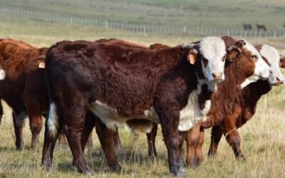 En 20 años se aumentó 28 kg/ha la producción de carne vacuna… y vamos por más.
