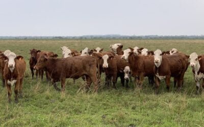 Exitoso manejo de campo natural, el último INIA Podcast.