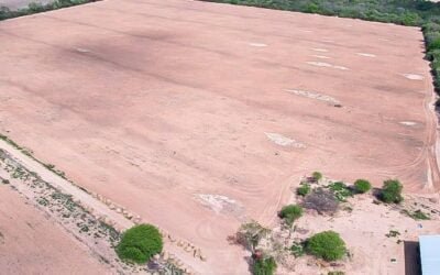 Paraguay en alerta. Sequía causa pérdidas totales en cultivos e importante caída del número de ganados.