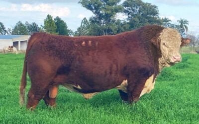 Las ventas de ayer y las que se realizarán hoy en la Expo Campanero.