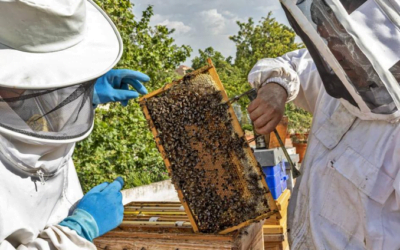 Apicultores del este ven “incertidumbre económica” para su producción.