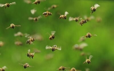 Apicultura urbana: la producción de miel a la ciudad.