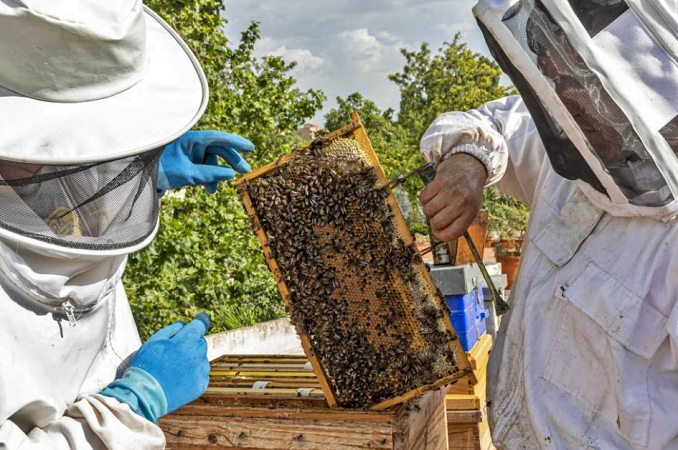 Apicultores del este ven “incertidumbre económica” para su producción.