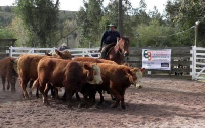 Enrique Bachino y Asociados en el Campanero, con un mercado bastante animado.