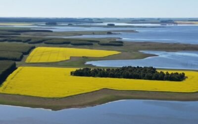 Cultivos demuestran recuperación tras la presencia de las lluvias.