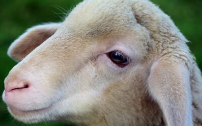 La Intendencia de Canelones busca “mejorar la producción de carne ovina”.