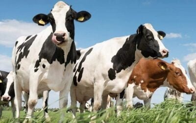 El Foro Inale 25 será el miércoles 4 de junio.