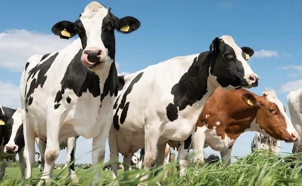 Uruguay aprueba aditivo reductor de metano para alimentos Bovaer para vacas lecheras.