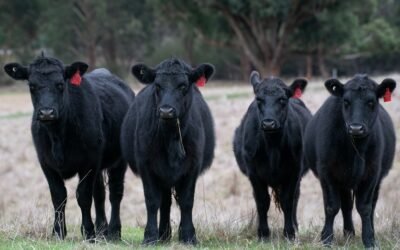 Llegó el momento en que los precios bajaron.