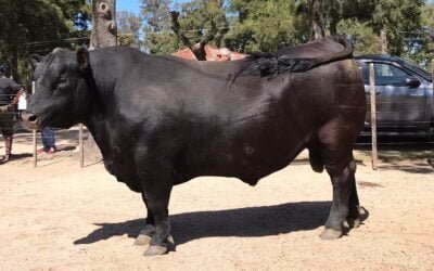 Ventas totales de buenos valores, los Angus de El Puesto.