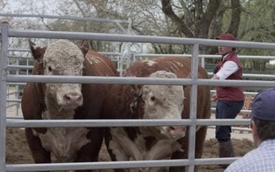 Cartelera de remates de Valdez para la zafra 2022.