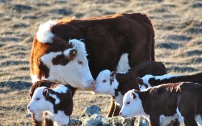 La garrapata es un “poderoso enemigo común”, pero “si nos juntamos todos, el resultado va a ser otro”.