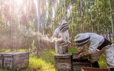 BROU y Microfinanzas otorgan líneas de crédito para empresas apícolas.