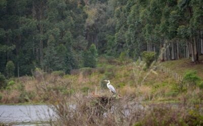 Sinae diagramó protocolo de prevención de incendios ante pronóstico de déficit hídrico.