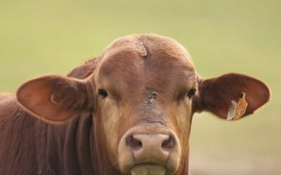 Hoy Valdez remata Braford y Brangus de Berachí.