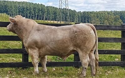 La Lucha vendió todos sus Charolais y Polled Hereford.
