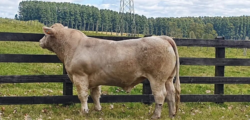 La Lucha vendió todos sus Charolais y Polled Hereford.