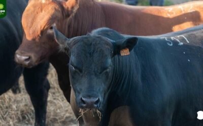 Los números de ventas de las exposiciones de Melo, Rocha y Flores.