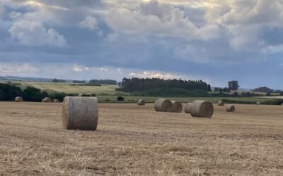 Ante la falta de precipitaciones, “es acertado tomar la decisión de picar en forma precoz”.