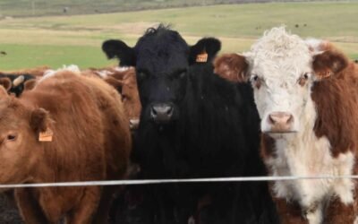 ¿Cómo queda el negocio del corral en este nuevo escenario de precios?