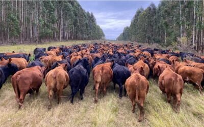 Aumento de brucelosis, “crónica de una muerte anunciada”, dijo el Dr. Lauro Artía.