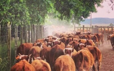 Otra semana de caída de valores.