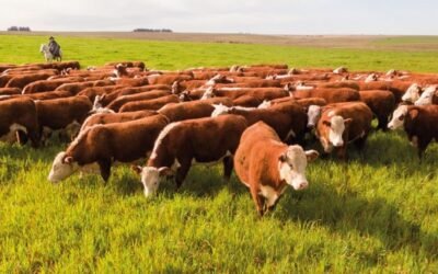 El novillo de exportación, especial, aumentó 3 centavos, hasta los US$ 4,80.