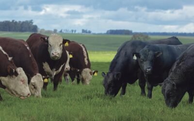 Ágil y muy buen remate de Romualdo & Cía. con los toros de Loma Azul.