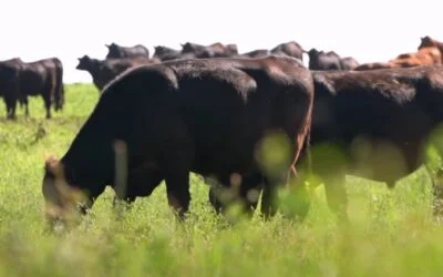 Capacitación sobre el control de la garrapata.