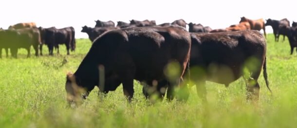 La garrapata le cuesta al Uruguay más de 95 millones de dólares por año y el MGAP capacita a productores para combatirla