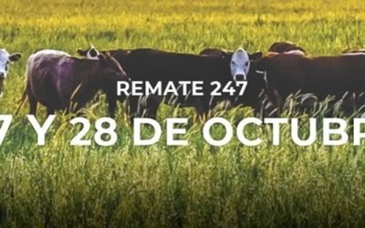 Pantalla Uruguay rematará 8.736 vacunos.