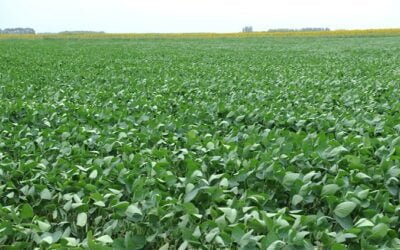 Científicos argentinos estudian la chinche verde y el comportamiento de la soja.