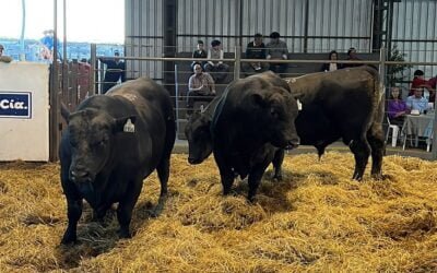 100% de ventas, con Valdez, los toros de El Maturrango.