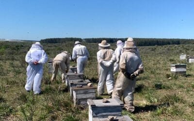 Más de 200 apicultores producen miel en campos de UPM.