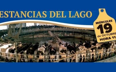 Importante remate de Holando en la Rural de Durazno, con Urchitano y Juan Vera SRL.